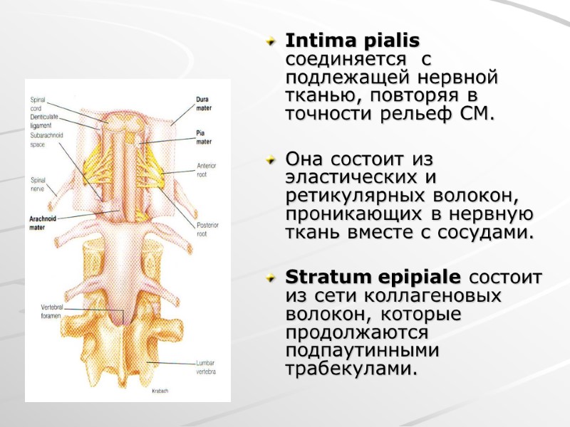 Intima pialis соединяется  с подлежащей нервной тканью, повторяя в точности рельеф СМ. 